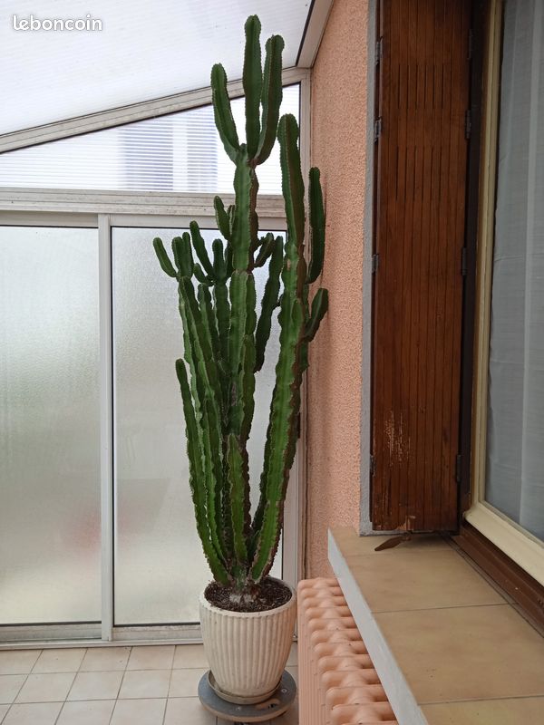 Cactus (image 2)
