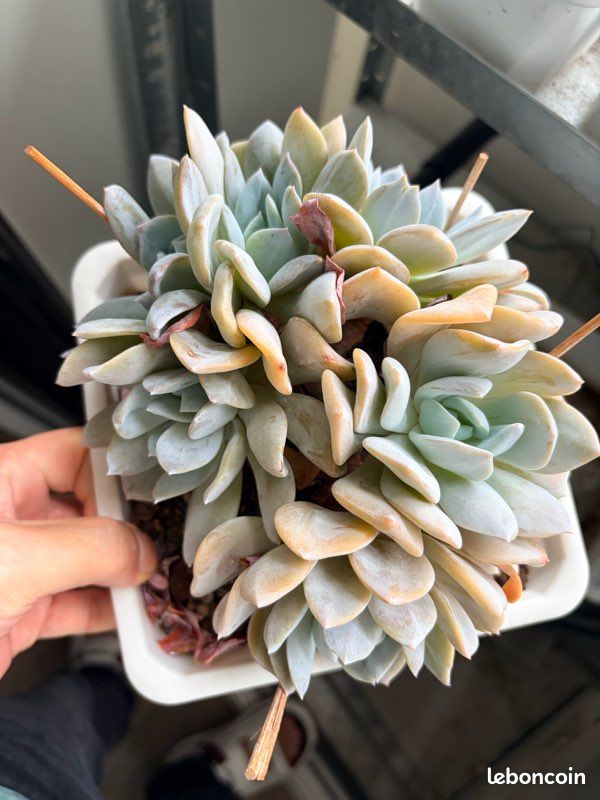 Echeveria Schert (Xue Te), (image 1)