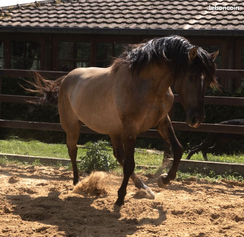 American Azteca Horse (image 4)
