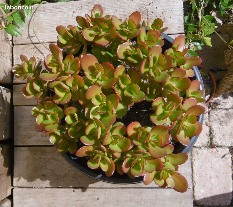 Plante grasse . Arbre de jade, crassula (image 2)