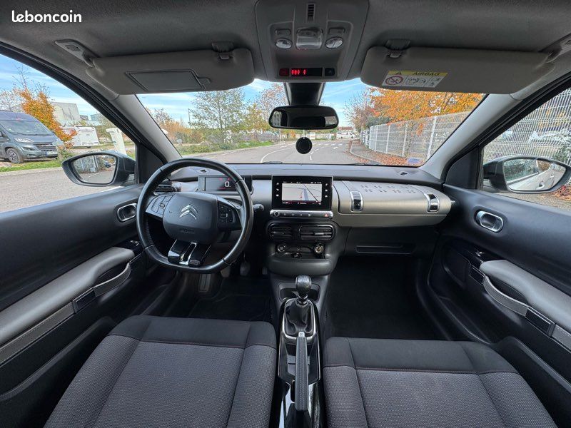 C4 cactus (image 3)
