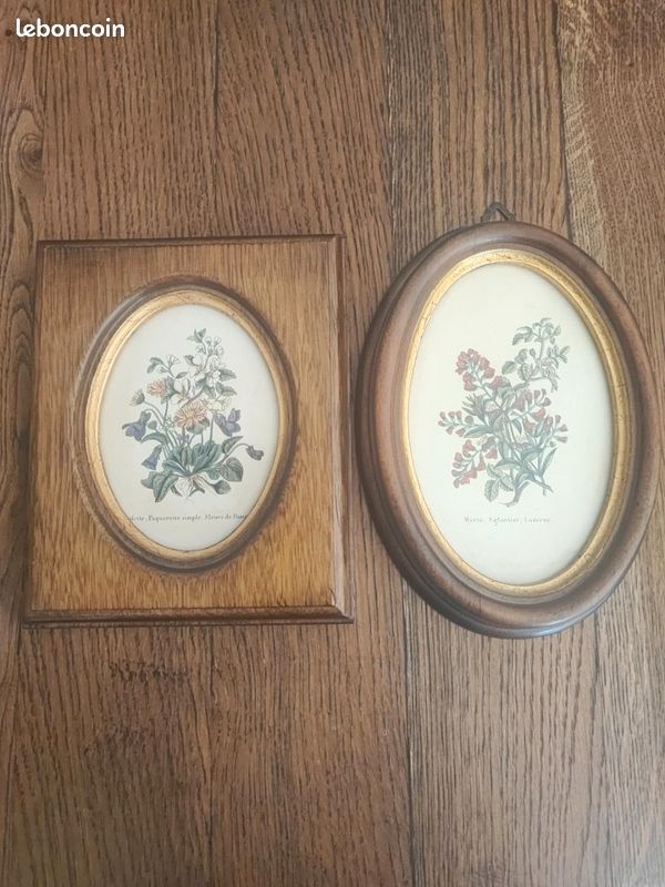 Duo de cadres anciens – Planches botaniques – Fleurs sauvages,af1604 (image 1)