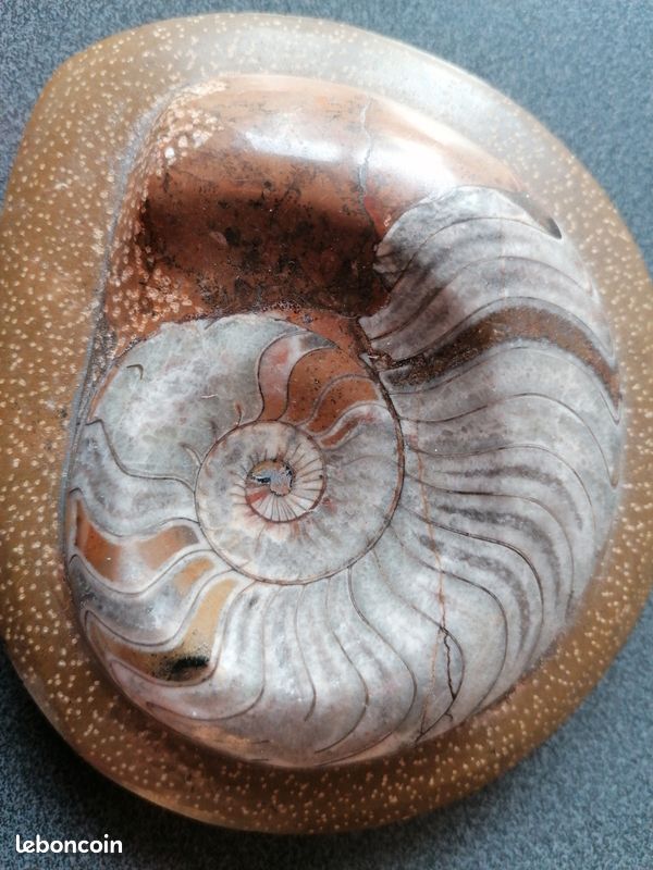 Ammonite (image 5)