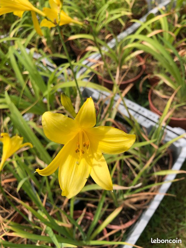 Divers Fleurs/Vivaces (image 2)
