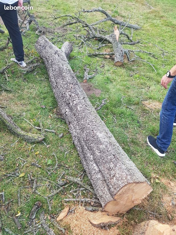 Tronc d'arbre poirier centenaire (image 1)
