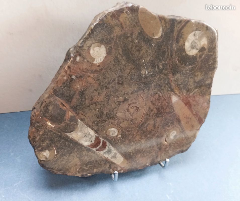 Ammonites et orthocéras : fossiles en plaque polie . 187 mm (image 4)