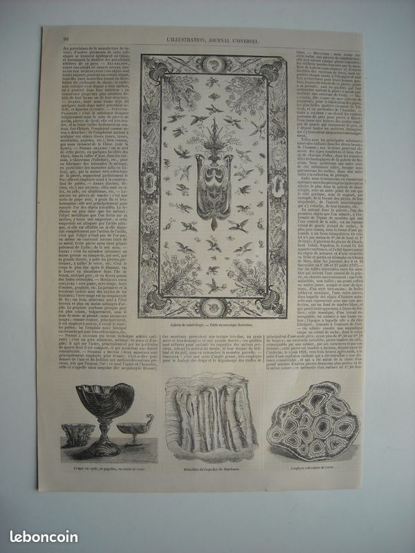 Gravure 1835 Dictionnaire d'Histoire Naturelle GUERIN Alcemerope, Alcyonelle