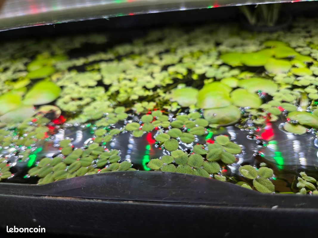 Plantes d'aquarium surface (image 3)