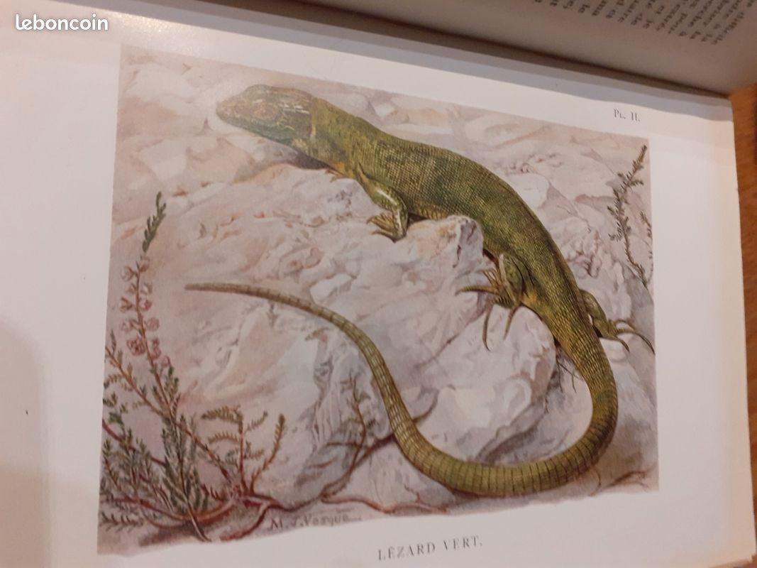 La vie des reptiles r. Rollinat 1946 (image 4)