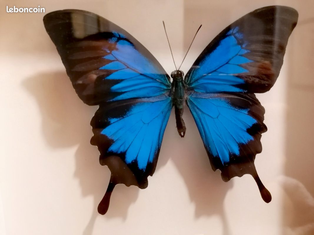 Cadre à papillon Ulysses (image 4)