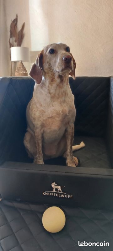 Fauteuil de transport pour chien (image 1)