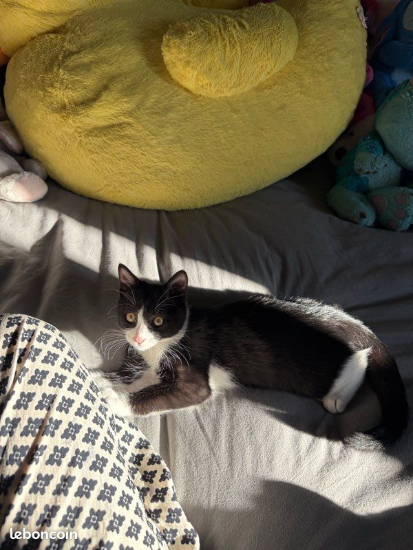 Don chat male (image 1)