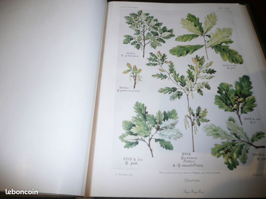 Botanique Gaston Bonnier flore complète illustrée en couleurs France Suisse Belgique + (image 6)