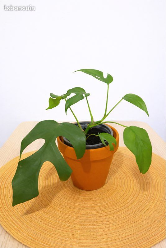 water plant monstera monkey Monstera Adansonii 'Monkey Leaf' Medium