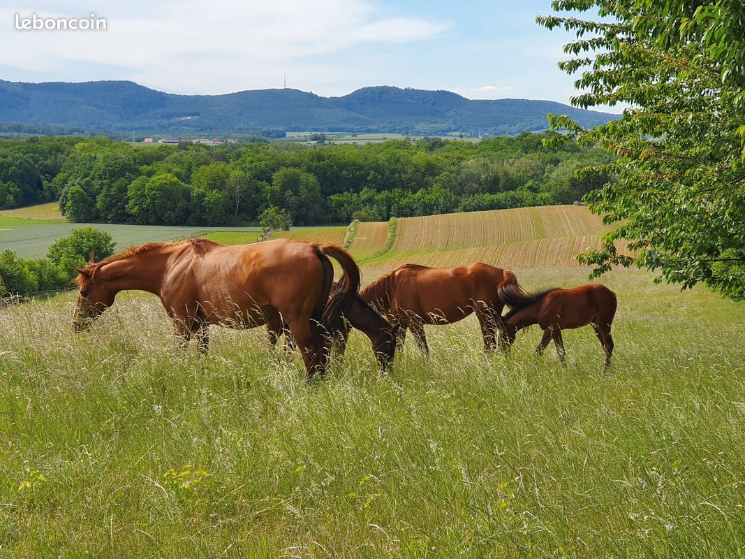 Au fil des champs... (image 9)