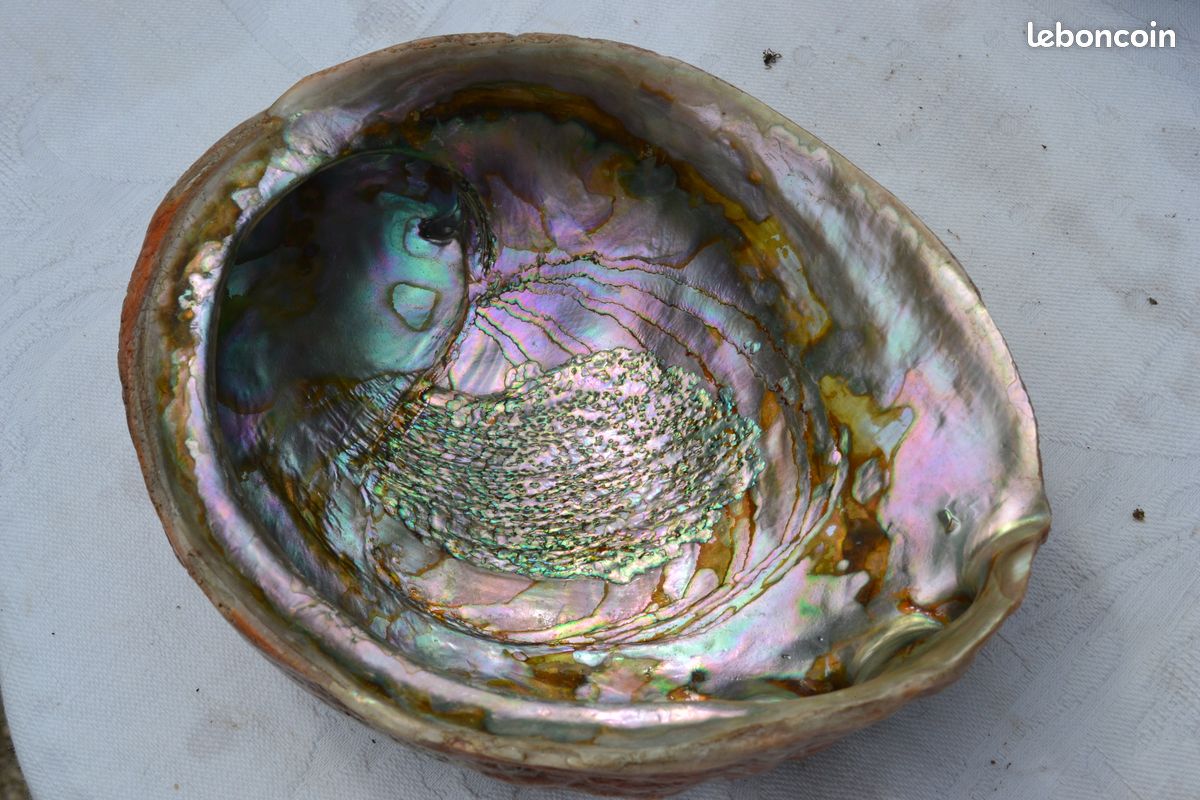 Grande coquille d'ormeau abalone nacrée (image 1)