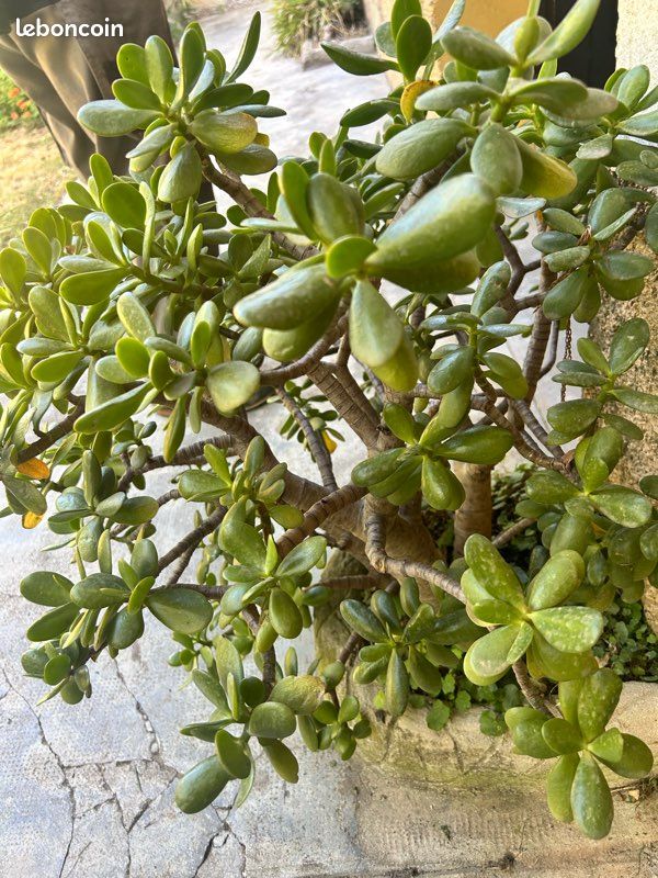 Plante arbre de jade 20 ans d’âge (image 4)
