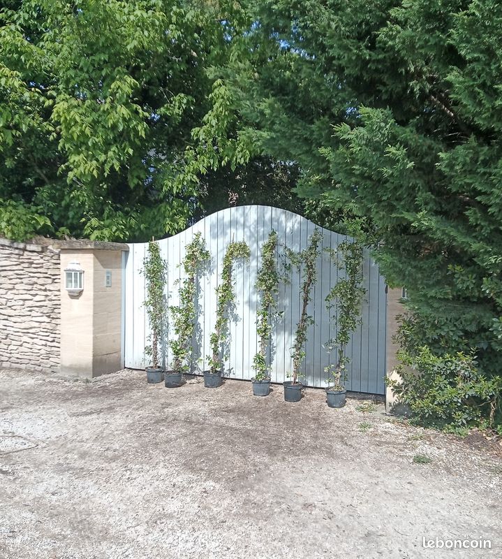 đž Jasmins des 4 Saisons GĂANTS â Le parfum du Sud pour habiller rapidement votre treille đżâš (image 1)