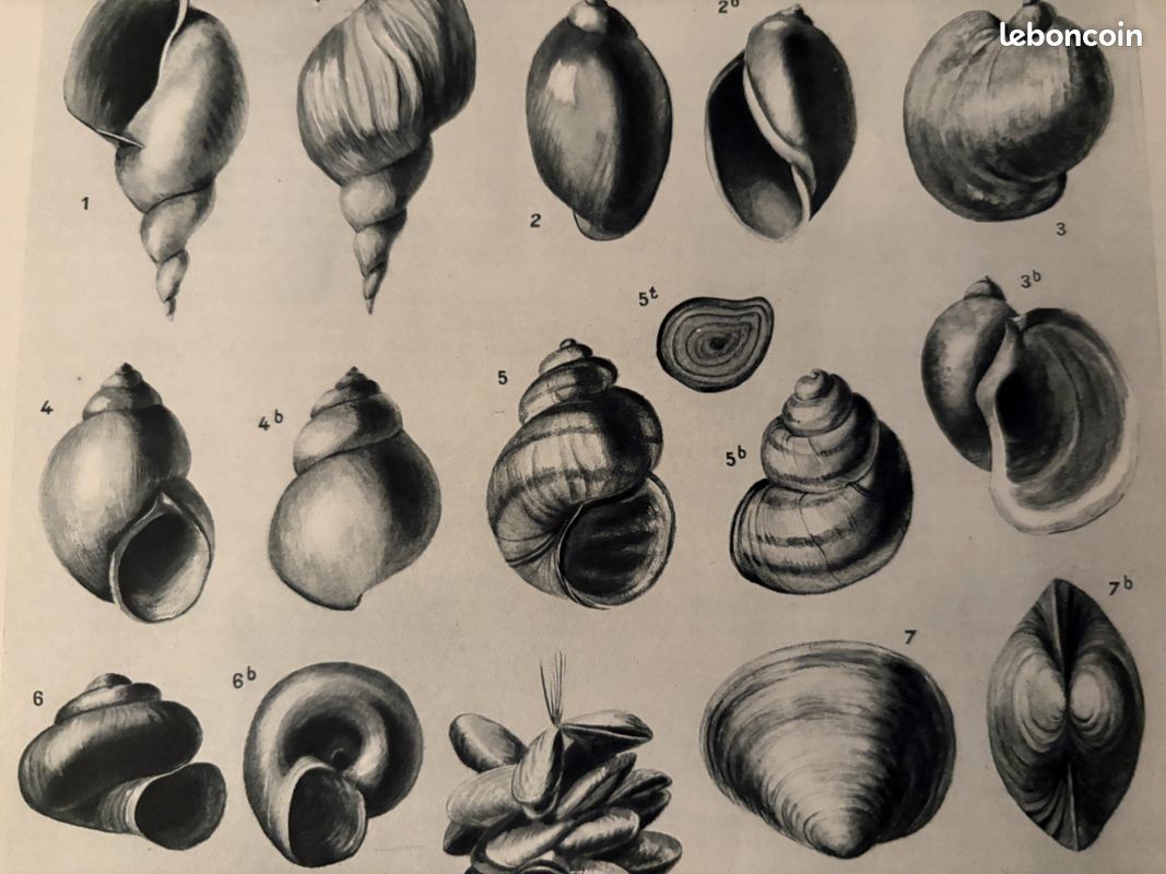 Un catalogue de mollusques et de coquillages, documentant les espèces
