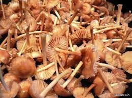 Champignon (image 6)