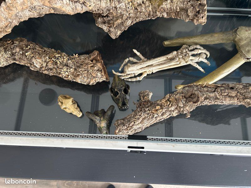 Terrarium (image 2)