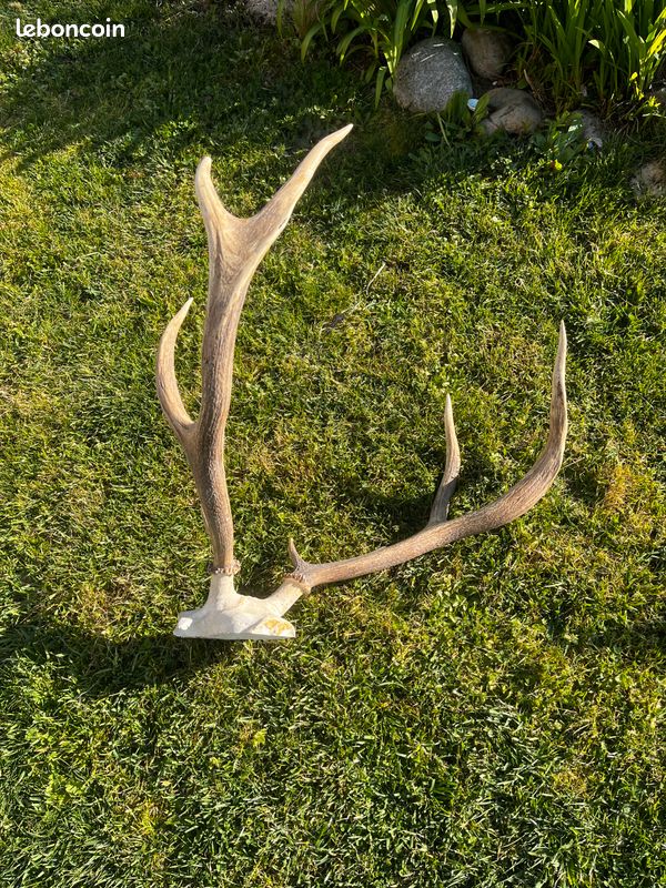 Bois déco grange ou pièces de chasse (image 3)