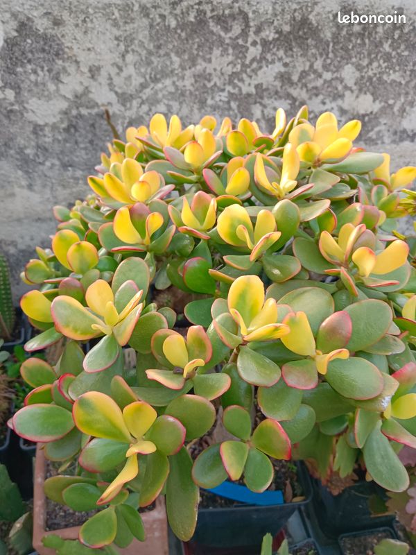 Plante grasse (image 10)