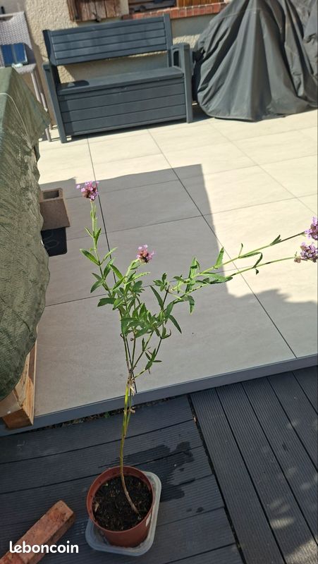 Verveine de Buenos Aires (image 4)