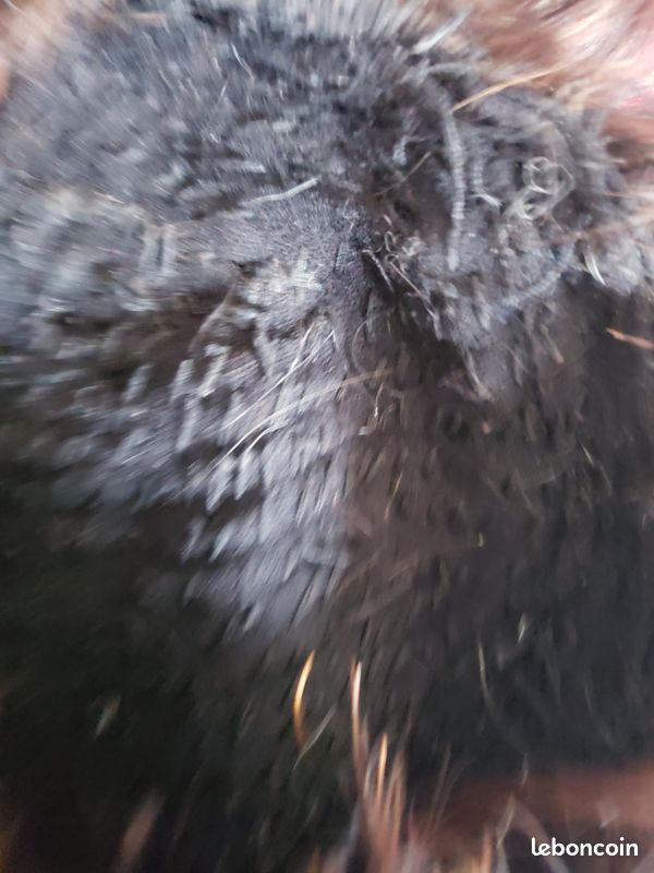 Perruque cheveux humain donne volume (image 4)