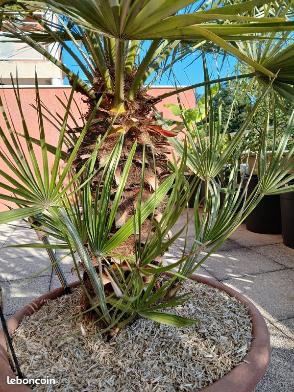 Palmier chamaerops humilis (image 2)