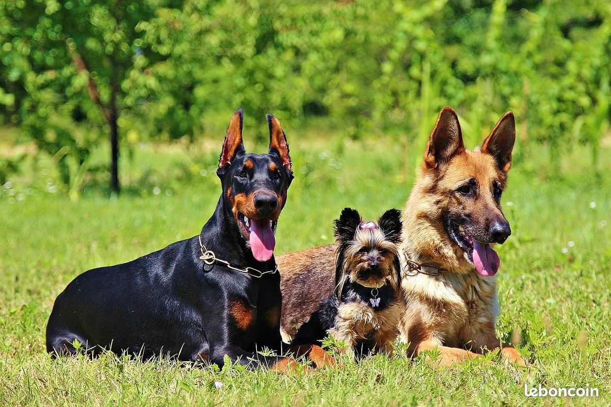 Formation pension canine (H/F/X) (image 2)