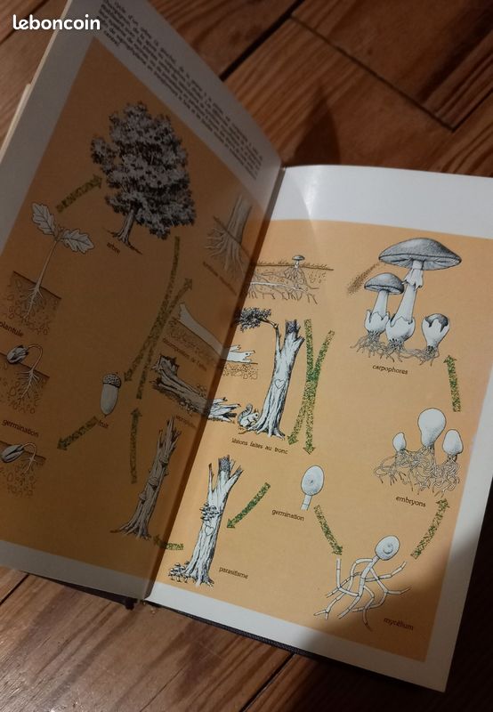 Le guide des champignons (image 4)