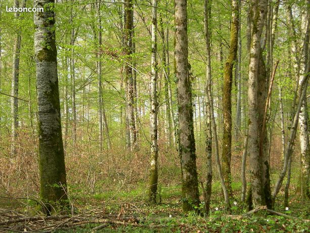 Parcelle de Bois-Taillis