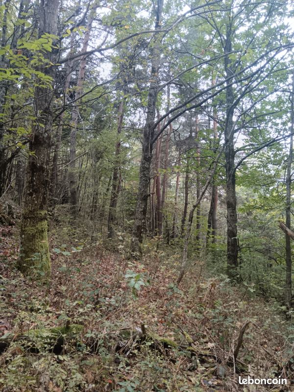 Forêt 3ha St Jean Roure · au Cheylard · 12 500 €