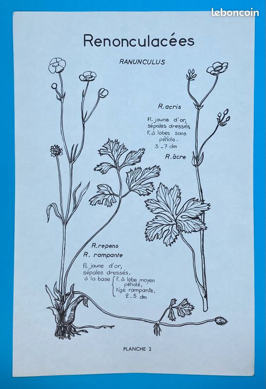ATLAS DES PLANTES. Madeleine Fourcroy (image 5)