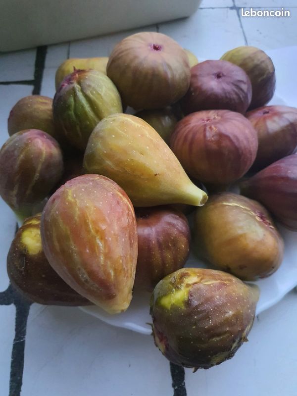 Figues fraiches Bio (image 1)