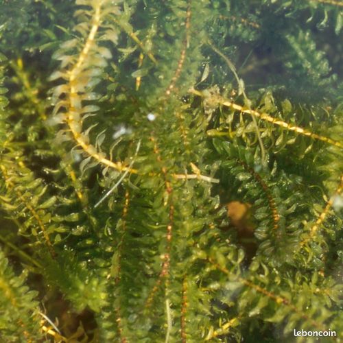 Élodee - plantes oxygenantes pour bassin (image 2)