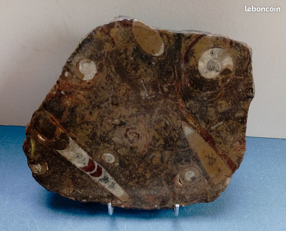 Ammonites et orthocéras : fossiles en plaque polie . 187 mm (image 3)