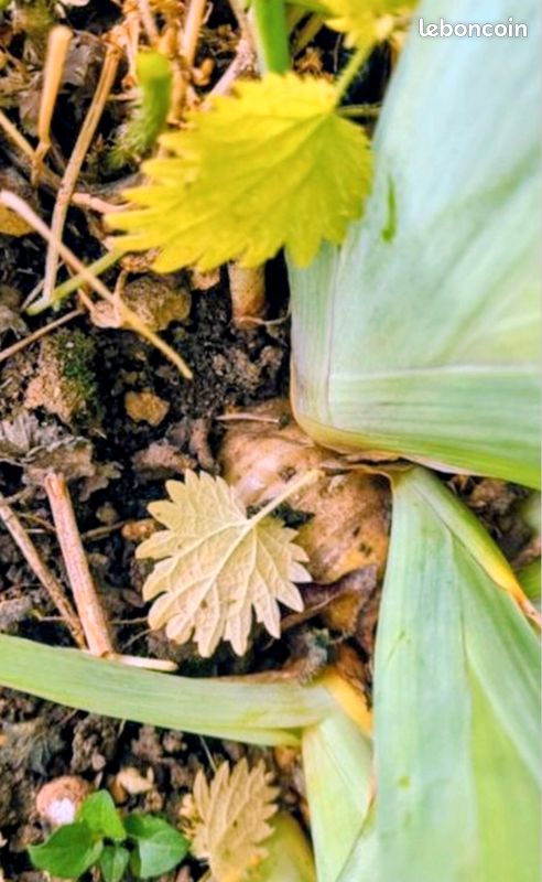 Fleur IRIS (image 4)