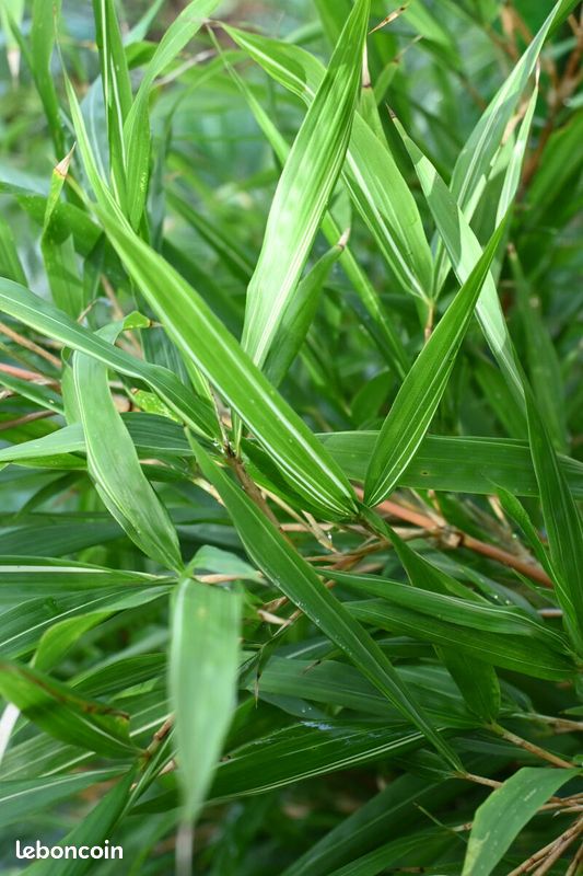 Chimonobambusa marmorea 'Variegata' [Pour pots ou bacs] (-16C) - Jardin &  Plantes