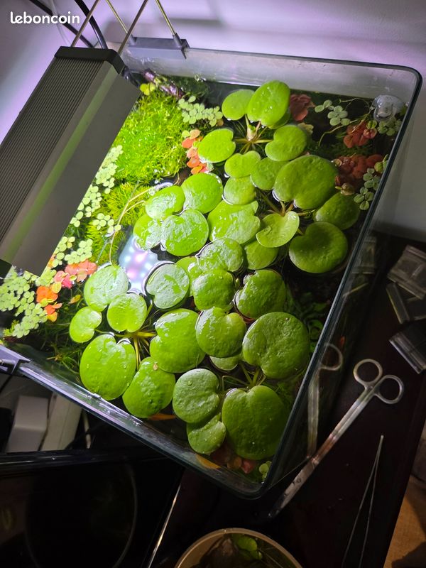 Plantes d'aquarium surface (image 1)