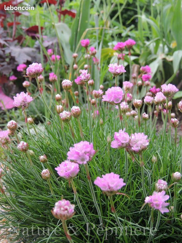 Nombreuses plantes vivaces graminées exotique arbustes (image 2)