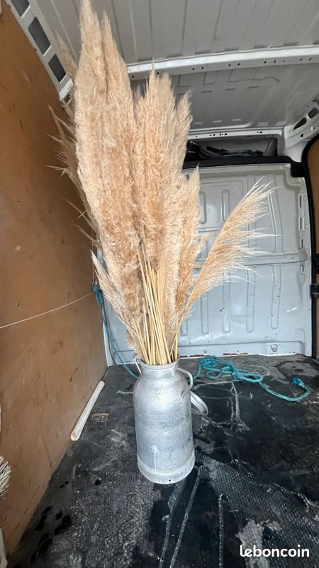 Pampas (image 4)