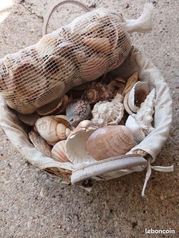 Lot de coquillages (image 1)