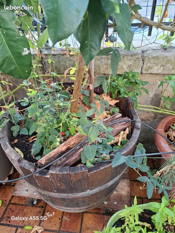 Plants de Passiflore (image 4)