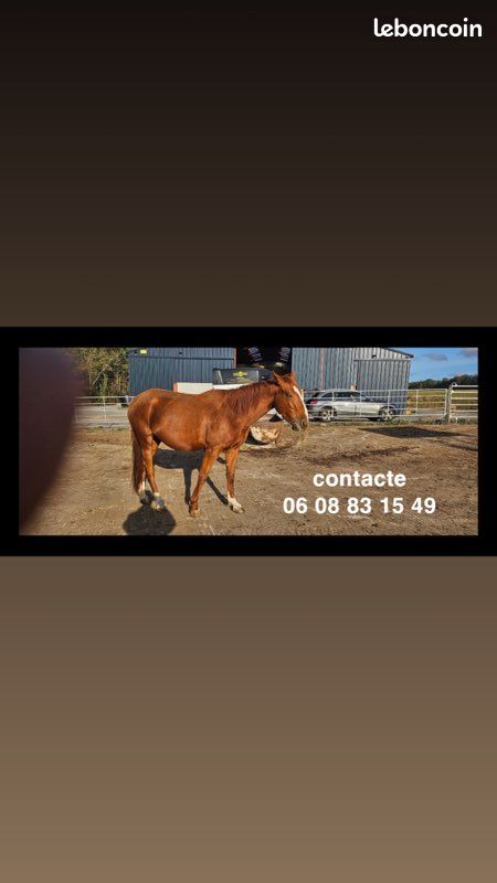 Cheval à vendre (image 1)