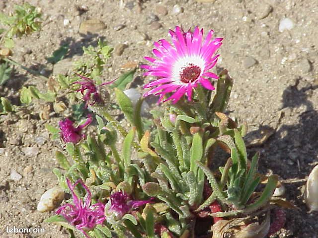 Ficoide plante vivace (image 3)