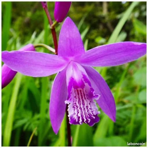 Orchidee de jardin (image 2)