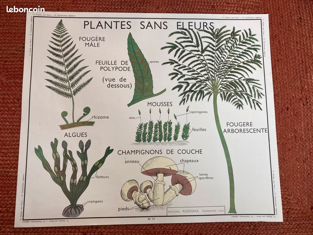 Affiche scolaire vintage - sciences naturelles (image 1)