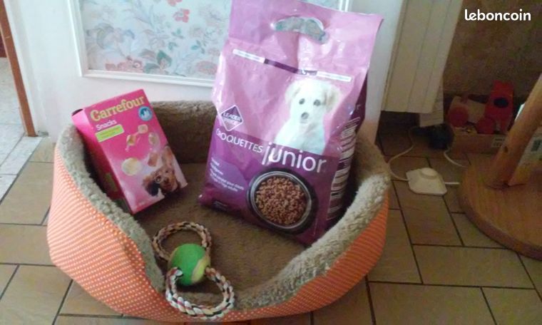 Animaux Chiot Chaton Ile De France Leboncoin Animaux Chiot Chaton Ile De France Leboncoin